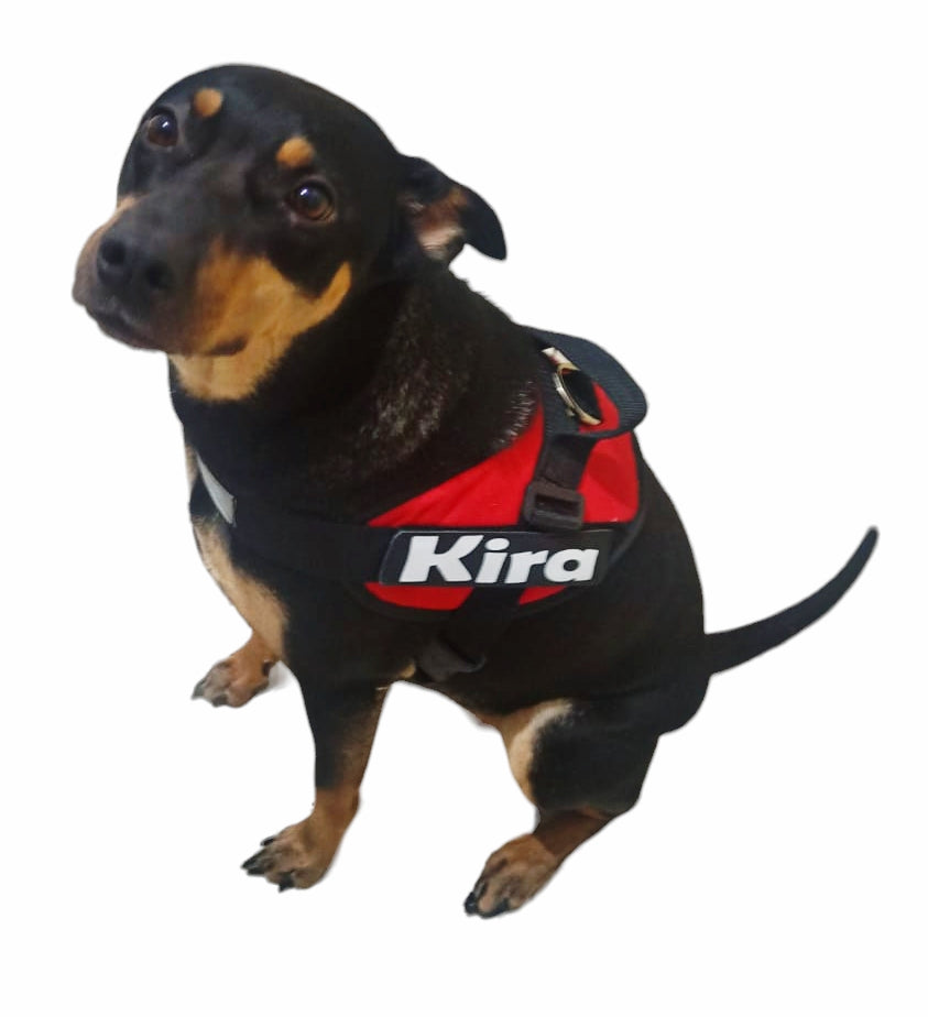 Arnes Para Razas Medianas Personalizado Uso Rudo
